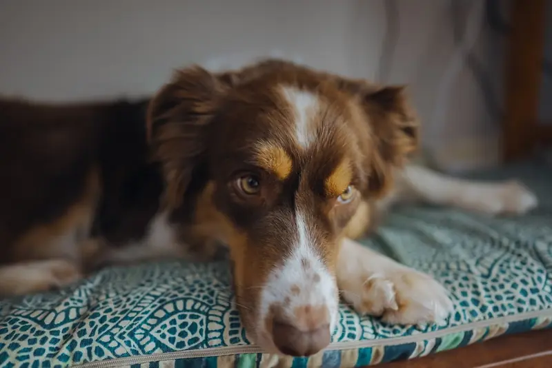 Dementia in dogs: Top 5 signs of the disease