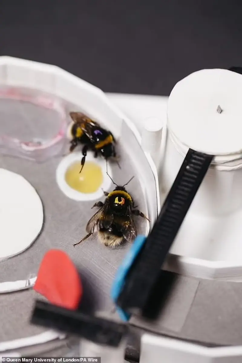 The culture of kindness: bees teach each other how to solve puzzles.