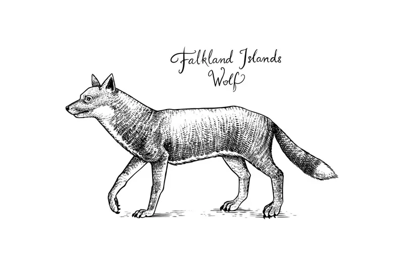 Before dogs became man's best friend, it was foxes.