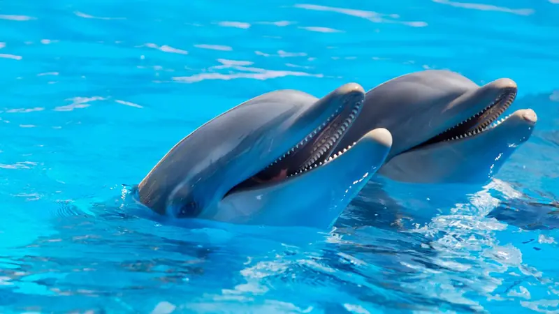 Dolphins, like humans, smile when they play.