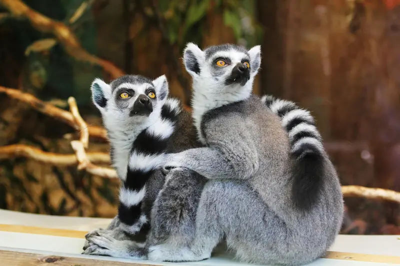 Lemurs, like humans, also sing rhythmic songs.