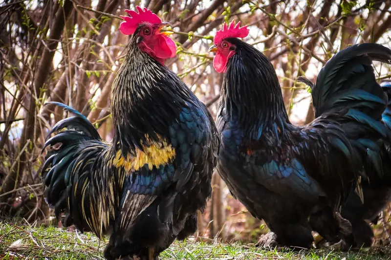 Like people, chickens also blush when they're nervous.