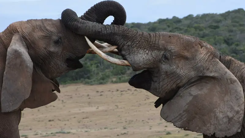 Elephants have a secret language that humans cannot hear.