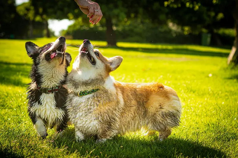If there are no humans on Earth, all dog breeds will merge into one.