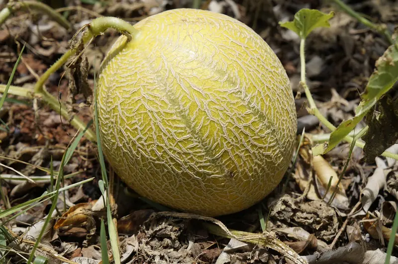 A sweet gift: melon is a present from Asia to Europe.