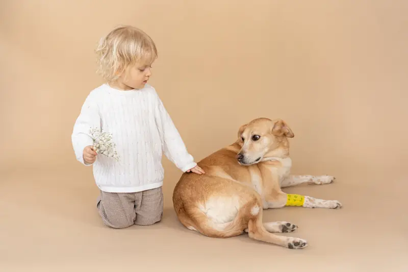Is your dog getting enough sleep? Veterinarians aren't so sure about that.