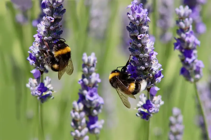 Bumblebees under stress make pessimistic decisions.