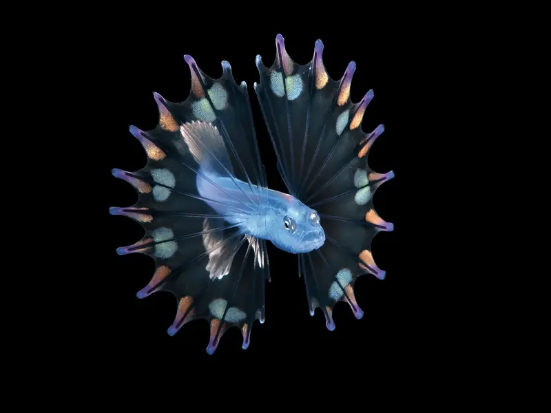Diamond squid and lobster on a jellyfish: a photographer showcased portraits of tiny deep-sea inhabitants.