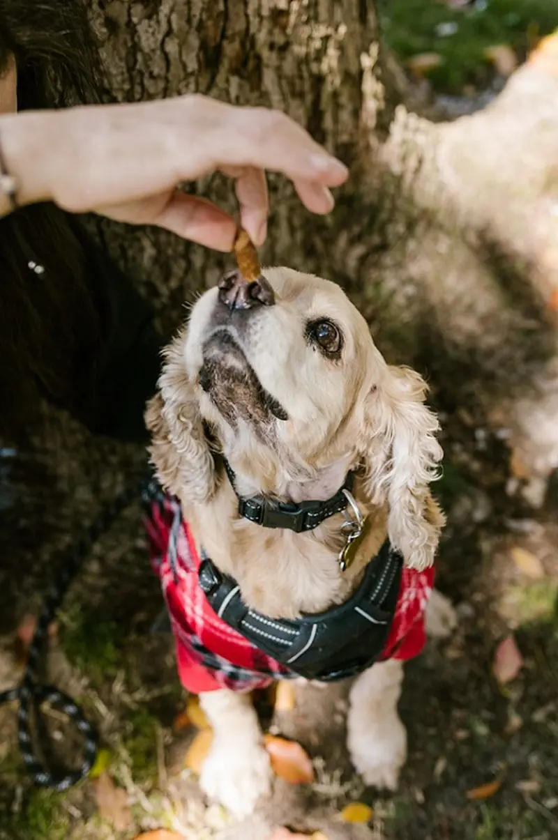 Good, bad, evil: dogs can distinguish human intentions.