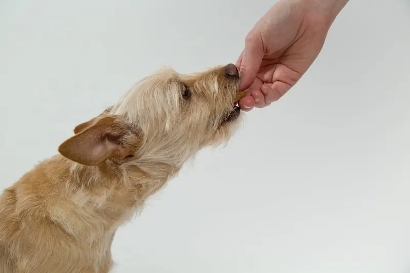 Salmon and scrambled eggs – yuck! Human food poses a risk of obesity for dogs.