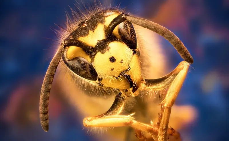 How many eyes does a bee have?