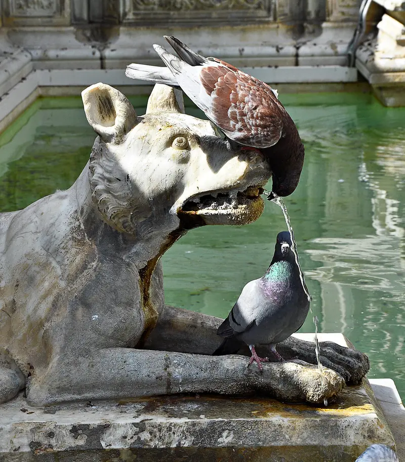 Pigeons can make surprisingly good art critics.