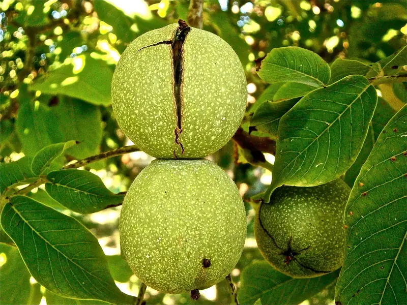 Walnut: nuclear energy