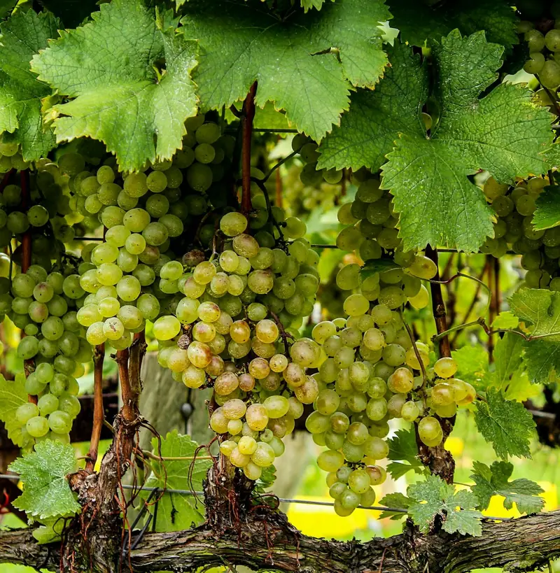 Do you love wine? Thank the asteroid that wiped out the dinosaurs for it.