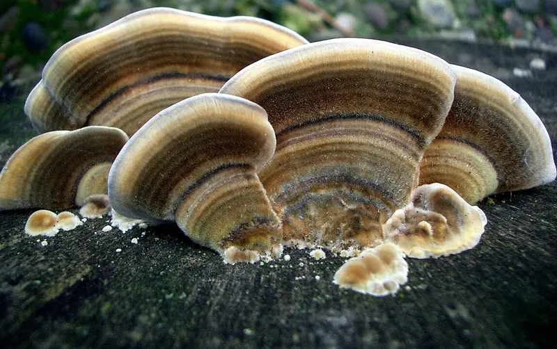 German biochemists have discovered the most bitter substance in the world.