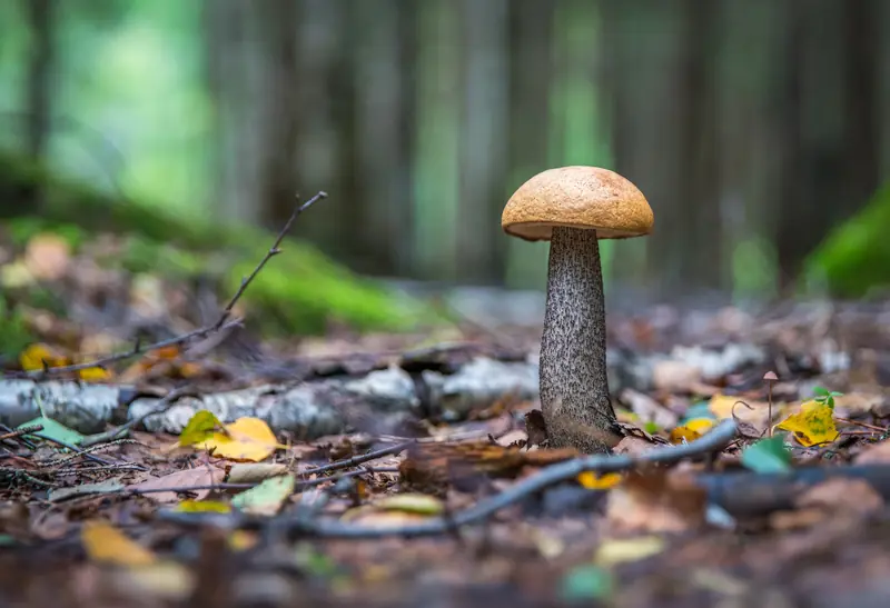 Caution, poison: 10 products with dangerous potential.
