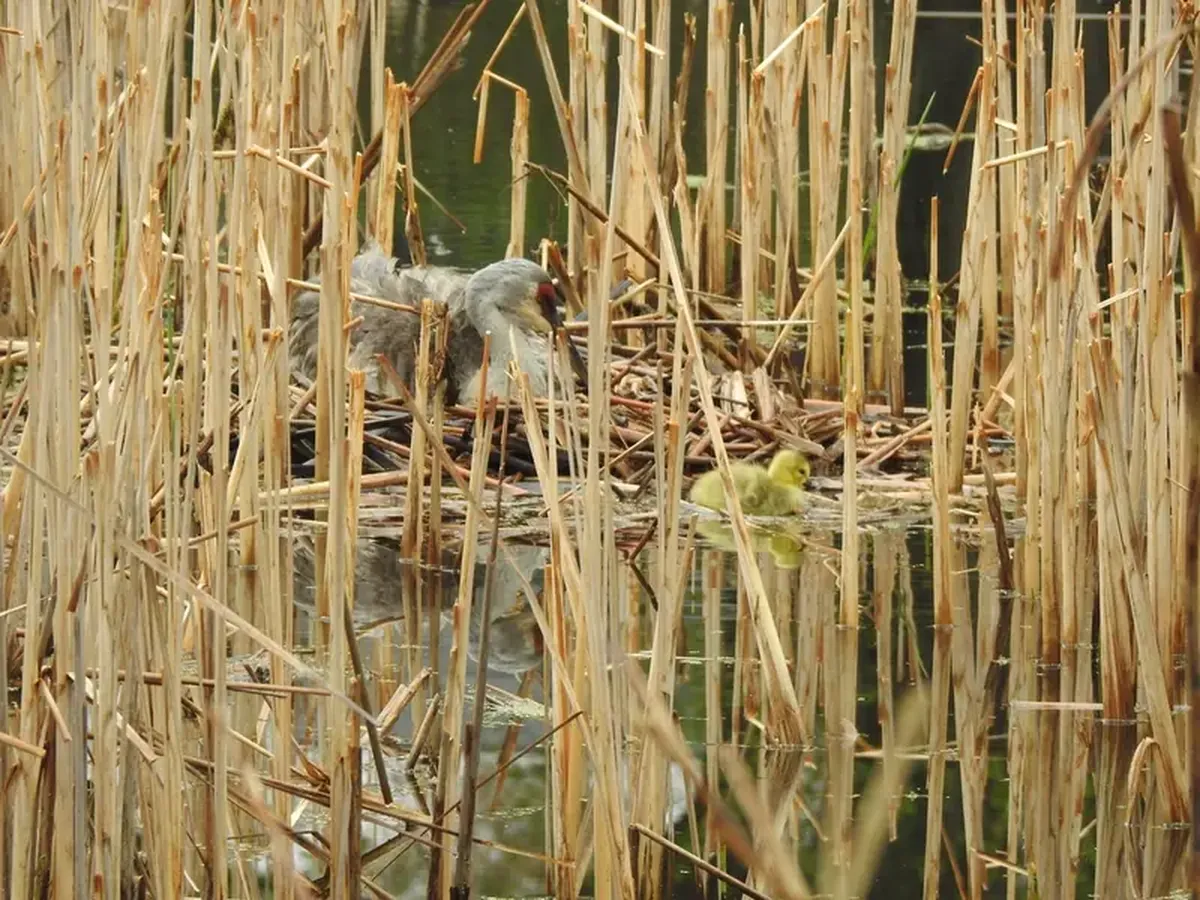 In Madison, a pair of cranes has adopted a gosling, and ornithologists are thrilled.