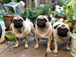 three fawn pugs
