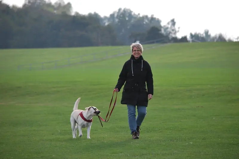 Regular walking strengthens heart health.