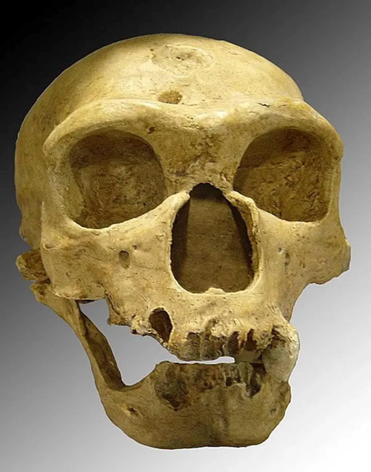 The language of Neanderthals: how did they communicate?