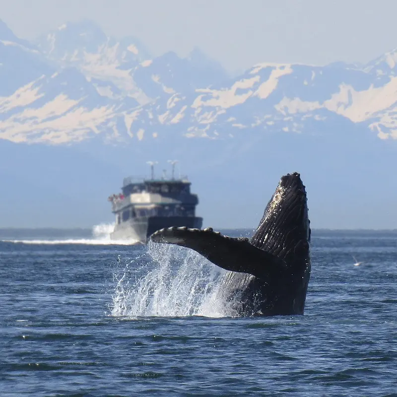 A whale swam a record-breaking 13,000 kilometers in search of love and food.
