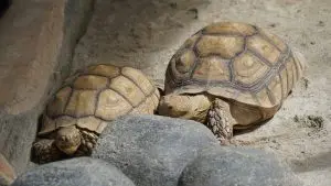 Two tortoises relaxing near some rocks.
