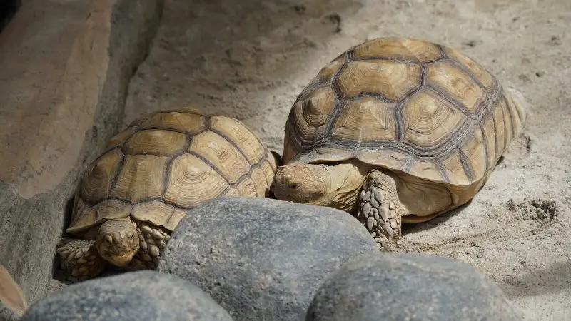 Two tortoises relaxing near some rocks.