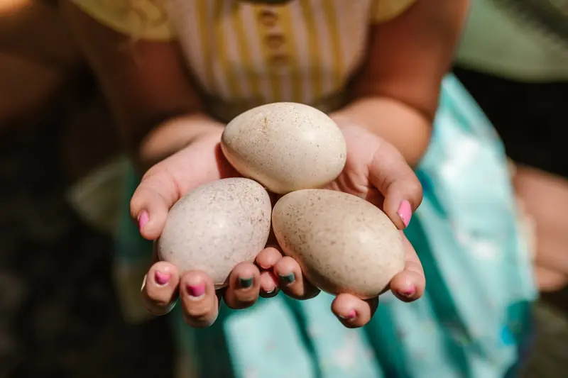 We have only just realized why we don't eat turkey eggs.