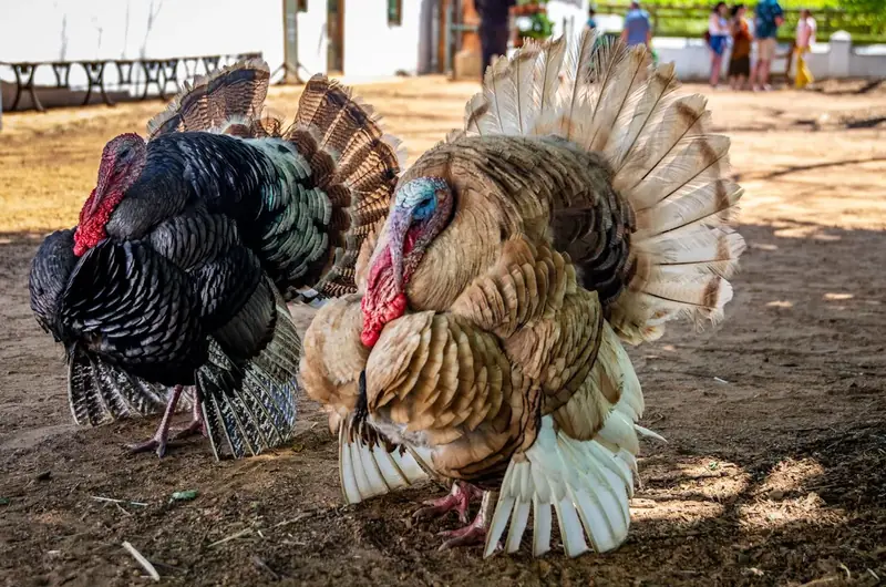 We have only just realized why we don't eat turkey eggs.