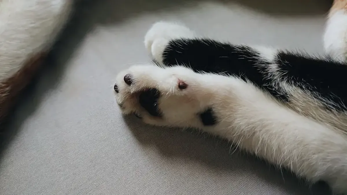 a dog lying on its back