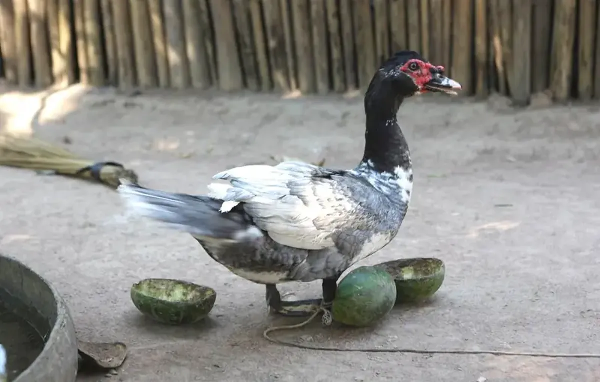 The ancient inhabitants of the Amazon lived in garden cities, ate corn, and raised ducks.