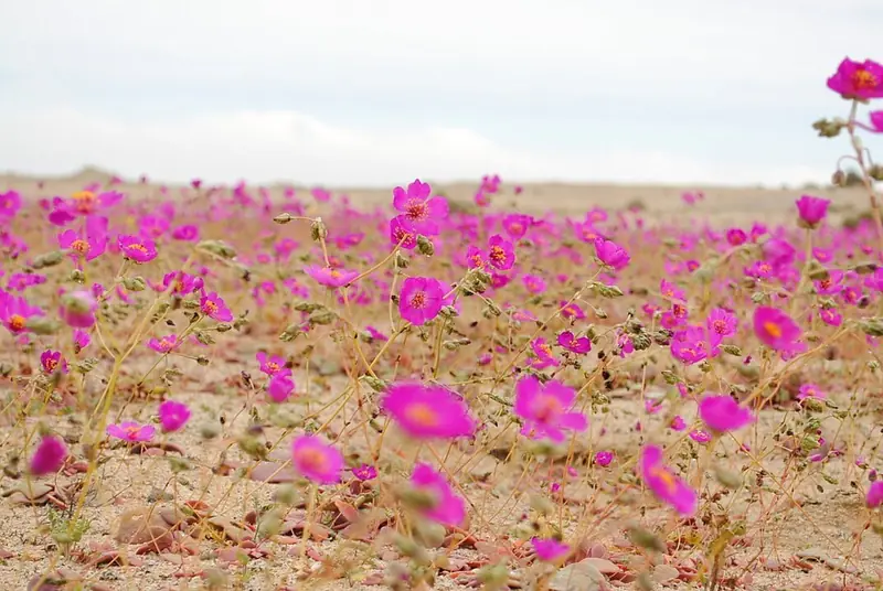 The Miracle of Atacama: Flowers Have Taken Over the Driest Place on Earth