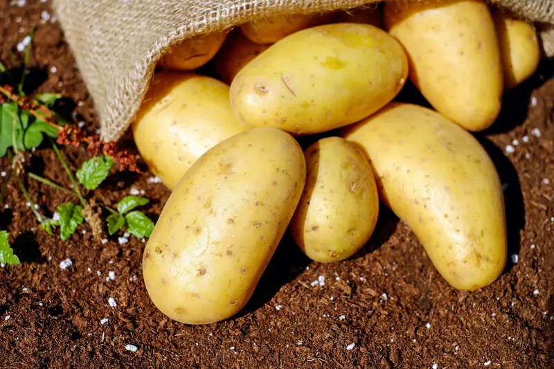 Eating and Rejuvenating: Key Foods to Combat Aging