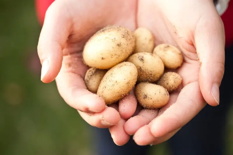 Ecology: 15% of the world's arable land is contaminated with toxic metals.