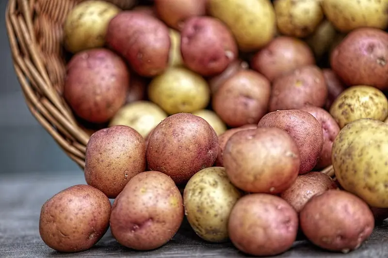 Potatoes: why the second bread is better than the first.