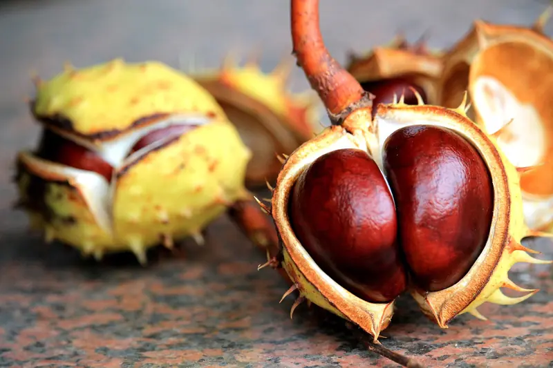 Hemorrhoids: an uncomfortable condition