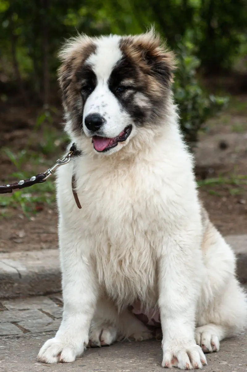 The Nose Factor: Scientists Identify Dog Breeds That Live the Longest