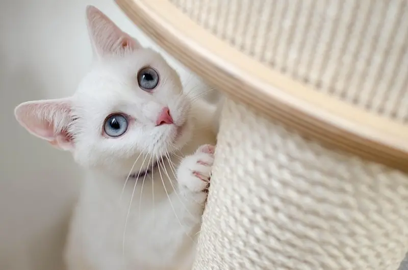 Cats, like humans, grimace in response to bad smells.