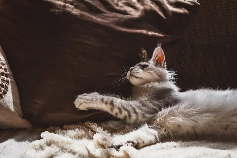 Scientists have explained why cats scratch furniture.