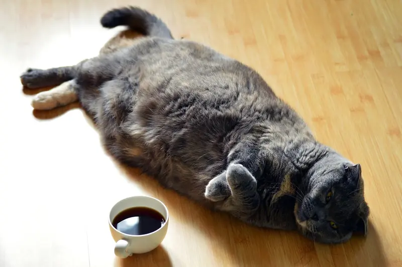 Not just obesity: how overfeeding harms cats' health