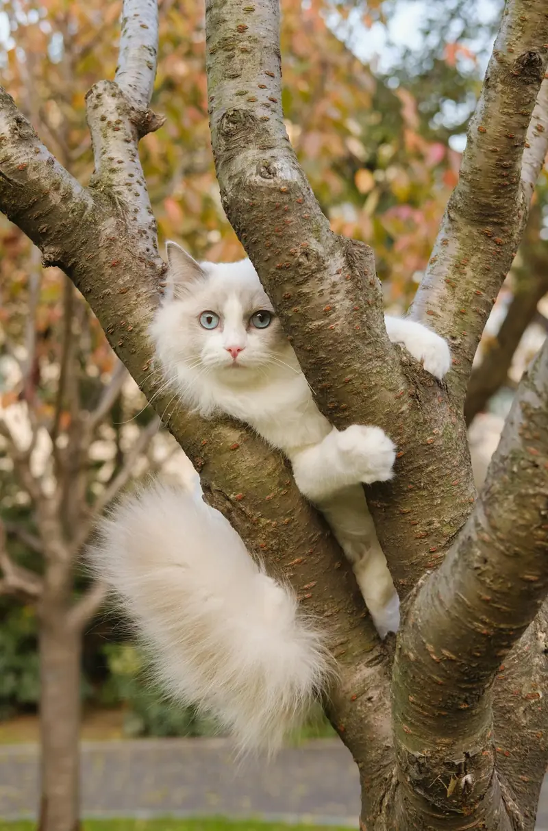 Scientists have identified a breed of long-lived cats.