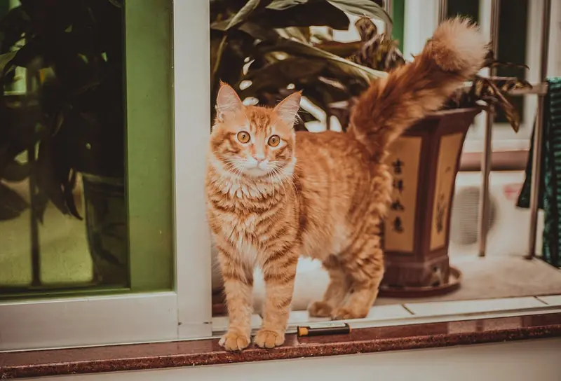 Why do cats hate closed doors?