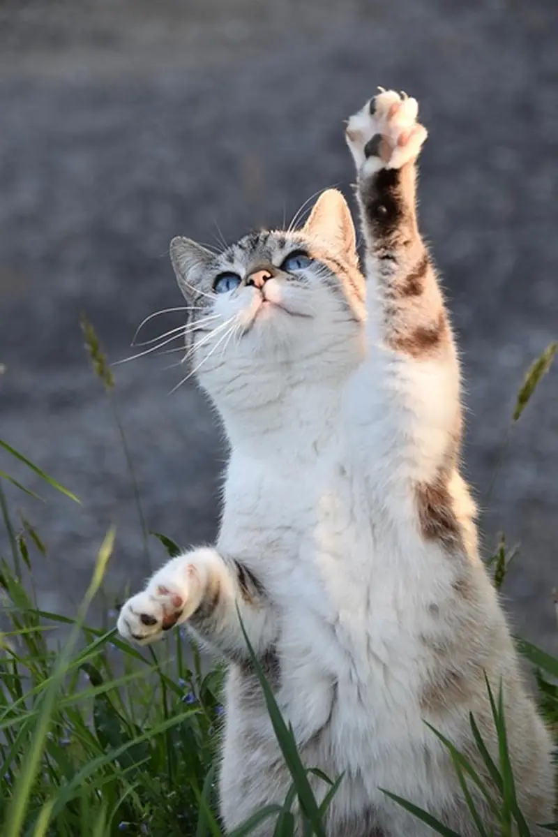 Why do cats have pads on their paws?