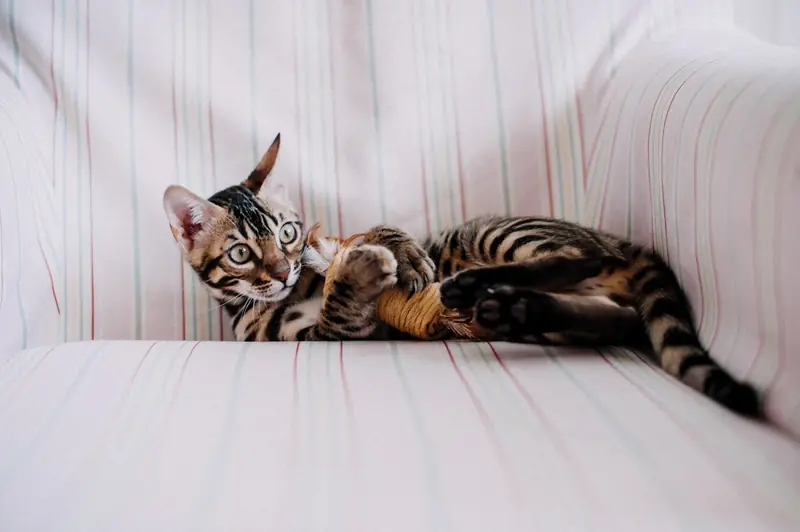 Why do house cats play fetch?
