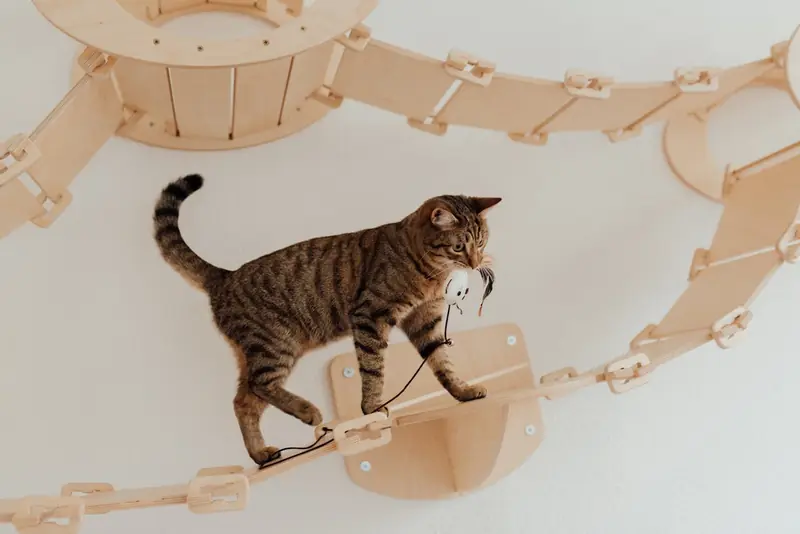 Why do house cats play fetch?