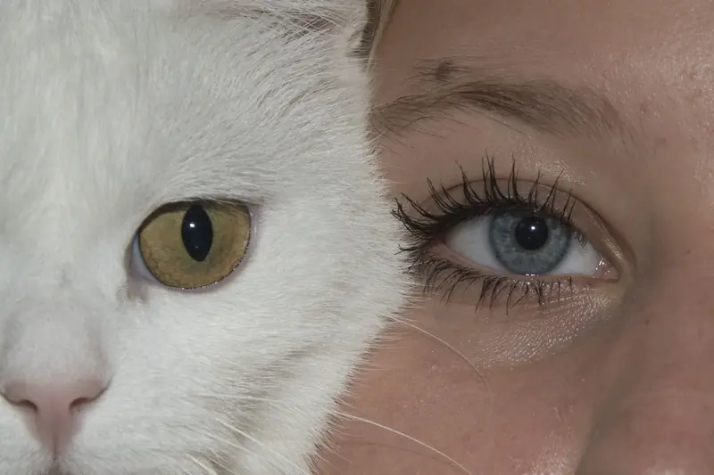 Do you want to befriend a cat? Slowly blink your eyes.