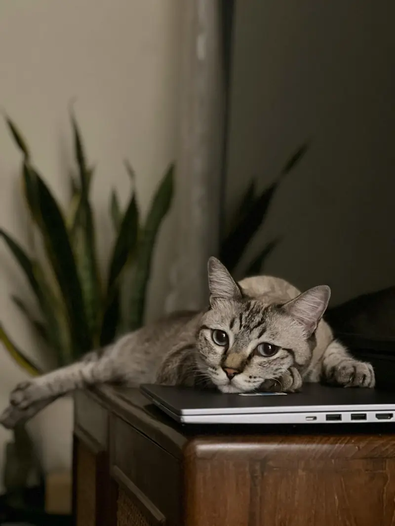 The Desire to Dominate: Why Cats Love to Lie on Laptops