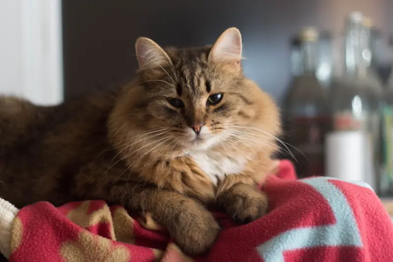 Scientists have identified a breed of long-lived cats.