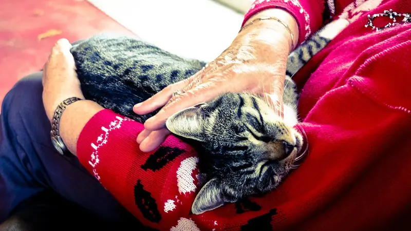 Cats and dogs protect lonely elderly owners from dementia.