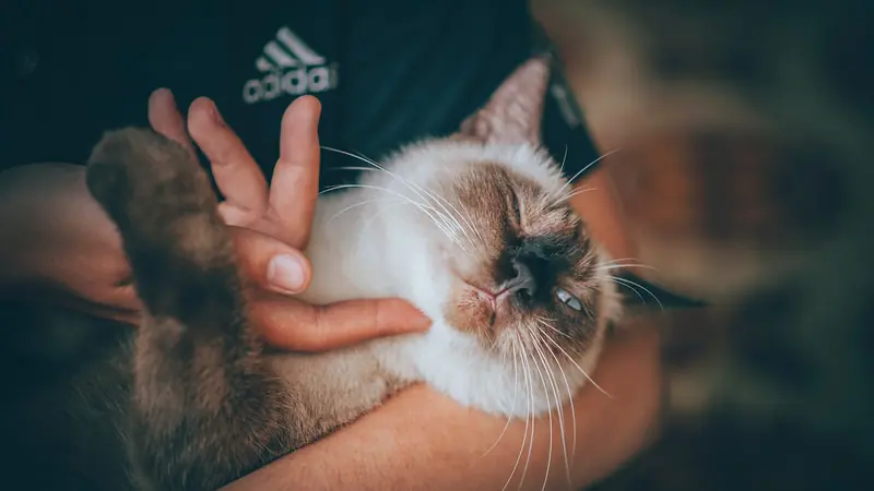Why do cats often meow at people?